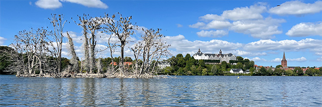 Abgestorbene Bäume auf Sterin, dahinter das Plöner Schloss und die Stadt